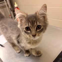 Shelter Stray Female Cat last seen , 54687 Co Rd 19, Bristol, IN 46507, USA