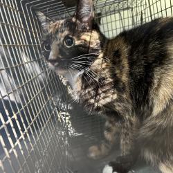 Shelter Stray Female Cat last seen , 980 Guilford College Rd, Greensboro, NC 27409, USA