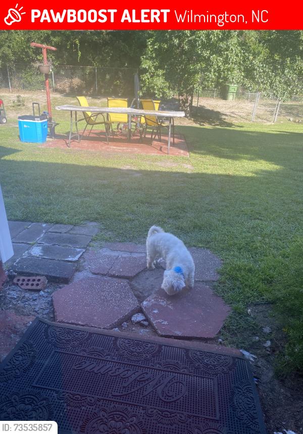Lost Male Dog last seen Martin Luther king& Kornegay ave, Wilmington, NC 28405