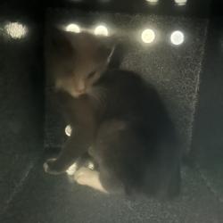 Shelter Stray Unknown Cat last seen , 980 Guilford College Rd, Greensboro, NC 27409, USA