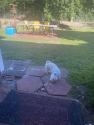 Lost Male Dog last seen Martin Luther king& Kornegay ave, Wilmington, NC 28405