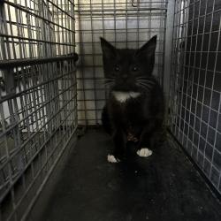 Shelter Stray Unknown Cat last seen , 980 Guilford College Rd, Greensboro, NC 27409, USA