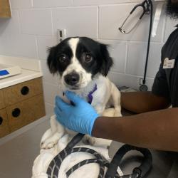 Shelter Stray Male Dog last seen , 3200 N Military Trl, West Palm Beach, FL 33409, USA