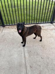 Reunited Male Dog last seen John Muir school, Merced, CA 95340