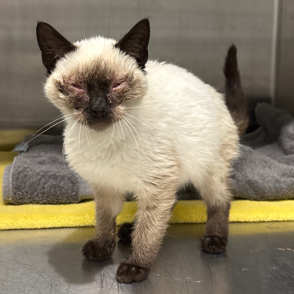 Shelter Stray Male Cat last seen , 425 Kirksey Dr, Morganton, NC 28655, USA