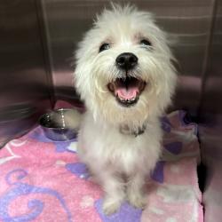 Shelter Stray Male Dog last seen , 1013 Garfield St, Oak Park, IL 60304, USA