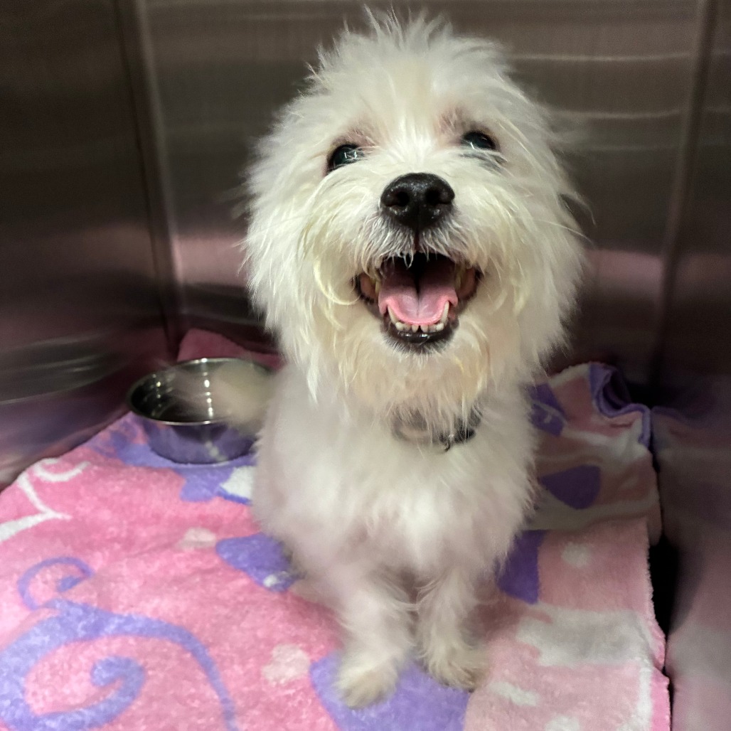 Shelter Stray Male Dog last seen , 1013 Garfield St, Oak Park, IL 60304, USA