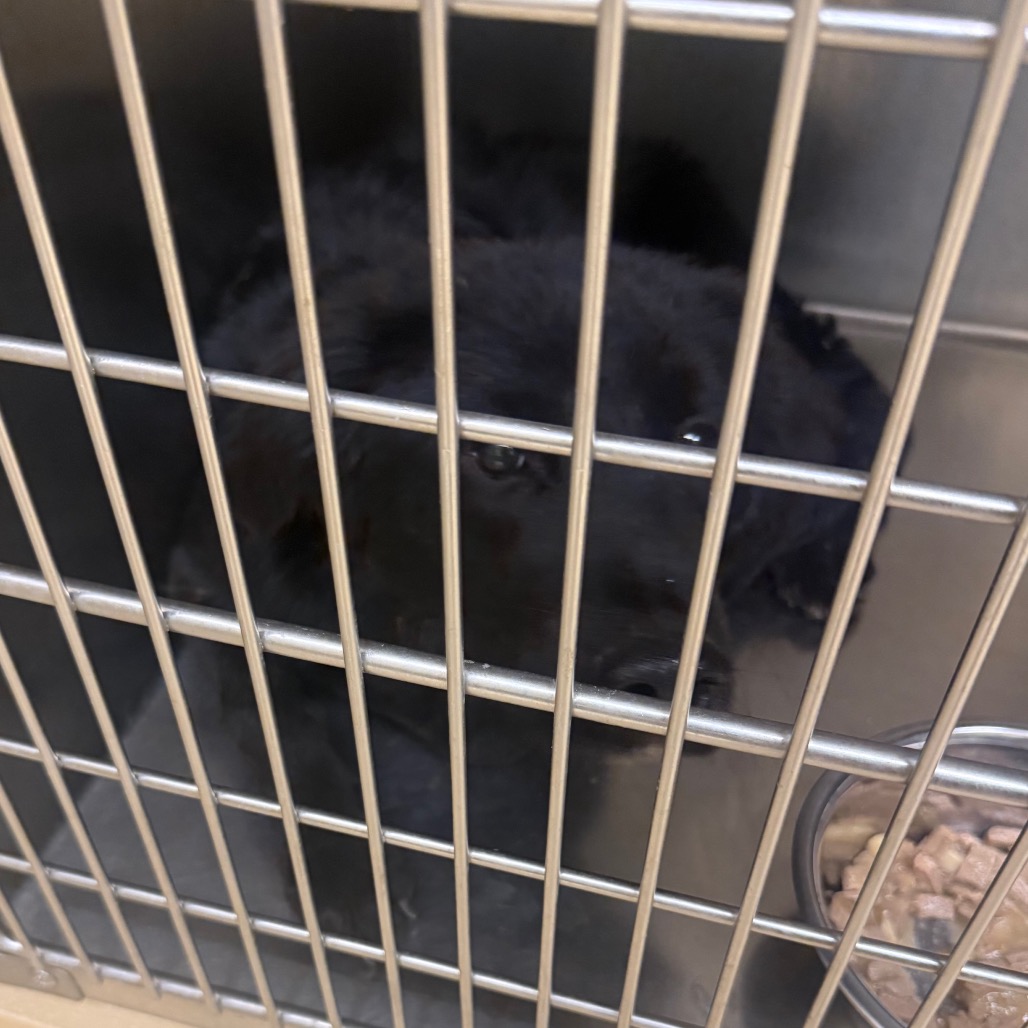 Shelter Stray Unknown Dog last seen , 5570 Sturmer Park Cir, Winston-Salem, NC 27105, USA