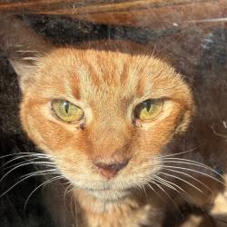 Shelter Stray Female Cat last seen , Animal Care & Control Team of Philly, 111 W Hunting Park Ave, Philadelphia, PA 19140, USA