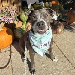 Shelter Stray Female Dog last seen , Animal Care & Control Team of Philly, 111 W Hunting Park Ave, Philadelphia, PA 19140, USA