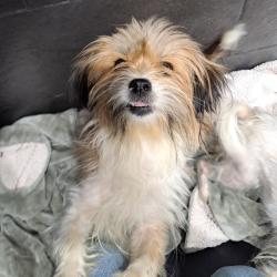 Shelter Stray Male Dog last seen , Animal Care & Control Team of Philly, 111 W Hunting Park Ave, Philadelphia, PA 19140, USA