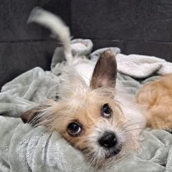 Shelter Stray Female Dog last seen , Animal Care & Control Team of Philly, 111 W Hunting Park Ave, Philadelphia, PA 19140, USA