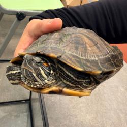 Shelter Stray Unknown Other last seen , Animal Care & Control Team of Philly, 111 W Hunting Park Ave, Philadelphia, PA 19140, USA