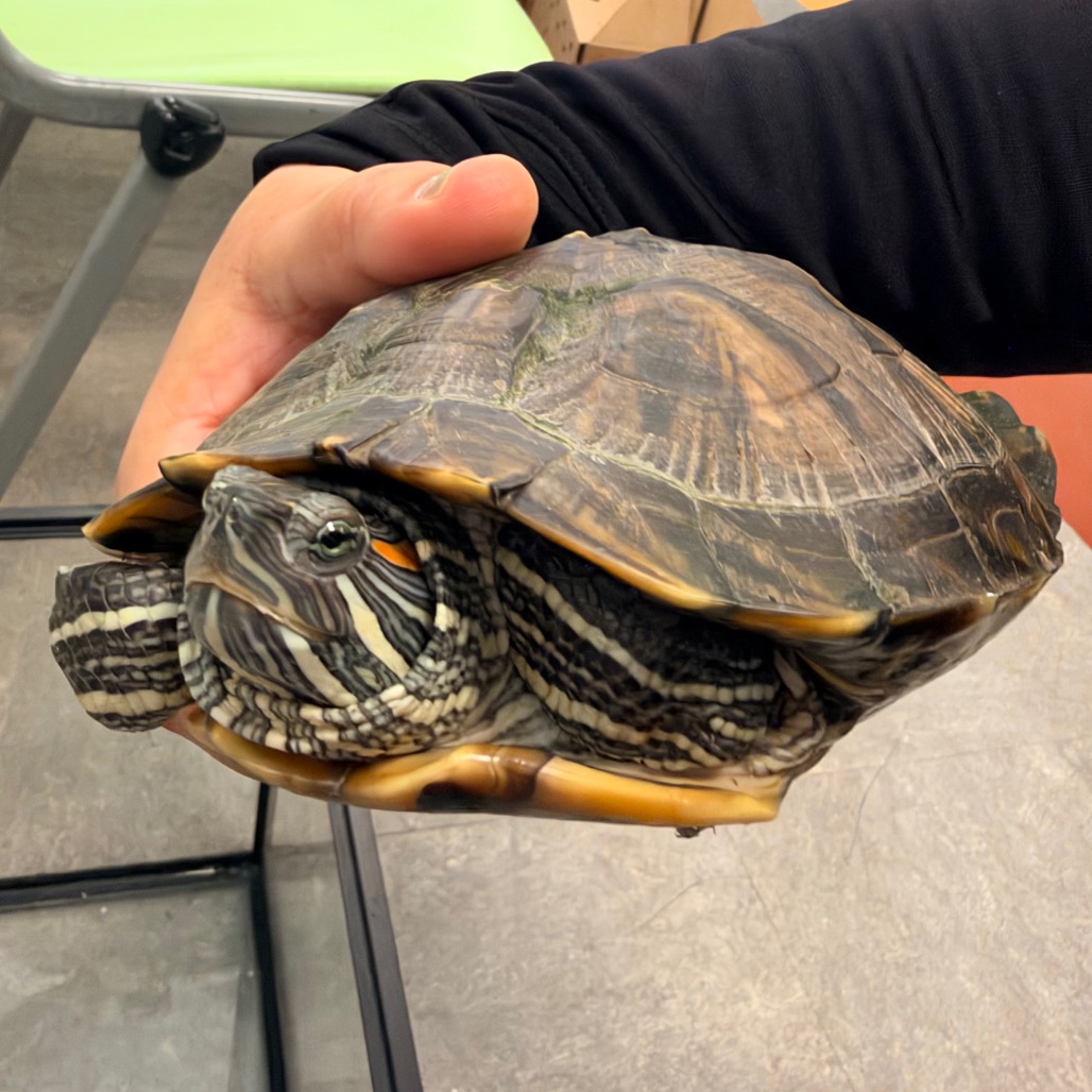 Shelter Stray Unknown Other last seen , Animal Care & Control Team of Philly, 111 W Hunting Park Ave, Philadelphia, PA 19140, USA