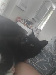 Lost Female Cat last seen Near Surrey Street PR1 4XS, Lancashire, England PR1 4XS