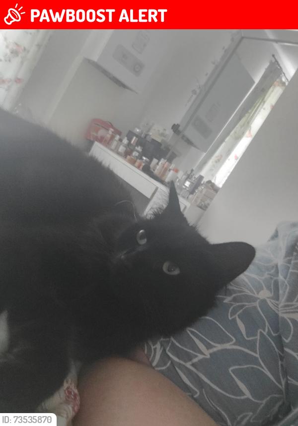 Lost Female Cat last seen Near Surrey Street PR1 4XS, Lancashire, England PR1 4XS