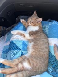 Reunited Female Cat last seen 20th street, Lee university, Cleveland, TN 37311