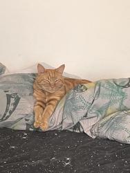 Lost Male Cat last seen Near Tesco, Luton Road, Hertfordshire, England AL5 3AT