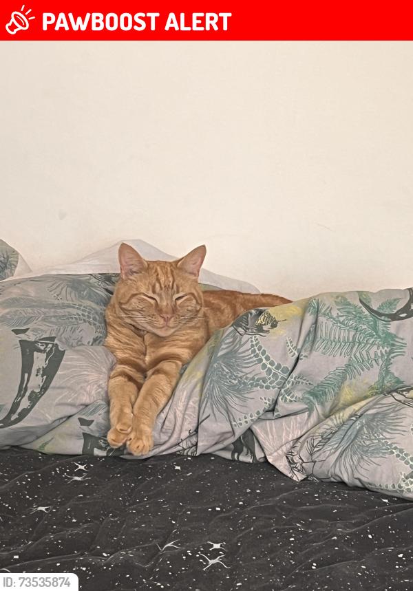 Lost Male Cat last seen Near Tesco, Luton Road, Hertfordshire, England AL5 3AT