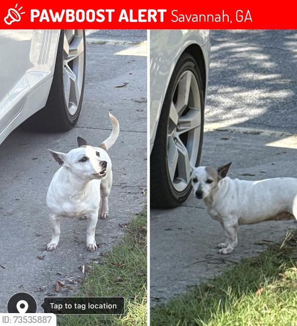 Lost Female Dog last seen Dutchtown, Savannah, GA 31419