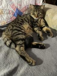 Lost Male Cat last seen Near Navaho Trail and Lansdowne Road, Wilmington, NC 28409