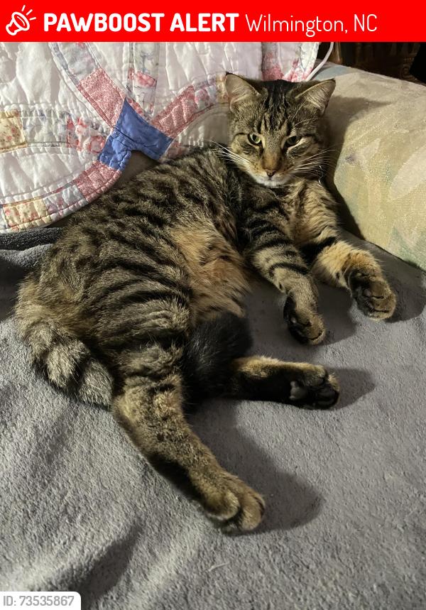 Lost Male Cat last seen Near Navaho Trail and Lansdowne Road, Wilmington, NC 28409