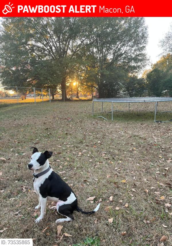 Lost Male Dog last seen Near amazon warehouse on the corner of skipper rd and sardis church rd, Macon, GA 31216