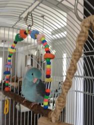 Lost Male Bird last seen Tribble Gap Road, Cumming, GA 30040