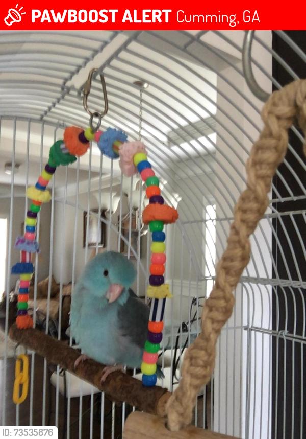Lost Male Bird last seen Tribble Gap Road, Cumming, GA 30040