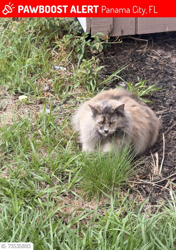 Lost Female Cat last seen Near Sandy Creek Ranch, Panama City, FL 32404