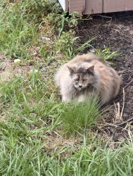 Lost Female Cat last seen Near Sandy Creek Ranch, Panama City, FL 32404