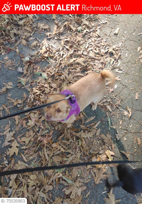 Lost Female Dog last seen In the Fulton area of richmond, Richmond, VA 23231