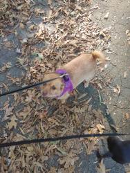 Lost Female Dog last seen In the Fulton area of richmond, Richmond, VA 23231