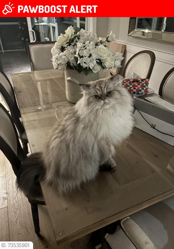 Lost Male Cat last seen Highway 26 near grey rd 40, The Blue Mountains, ON N0H 1J0
