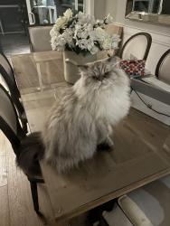 Lost Male Cat last seen Highway 26 near grey rd 40, The Blue Mountains, ON N0H 1J0