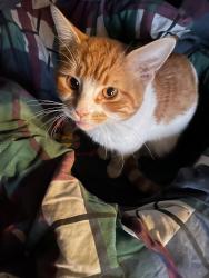 Reunited Male Cat last seen Mulvey Avenue, between Rockwood & Thurso, Winnipeg, MB 