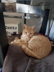 Reunited Female Cat last seen Near W Andrew Ave, Channahon, IL 60410