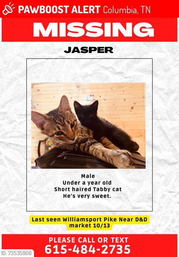 Lost Male Cat last seen Williamsport Pike Columbia TN, Columbia, TN 38401