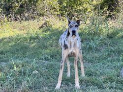 Found/Stray Unknown Dog last seen Costco in 380 Aubrey, Aubrey, TX 76227