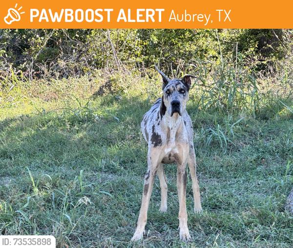 Found/Stray Unknown Dog last seen Costco in 380 Aubrey, Aubrey, TX 76227