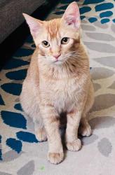 Reunited Female Cat last seen 40th street and Grovers Ave, Phoenix, AZ 85032
