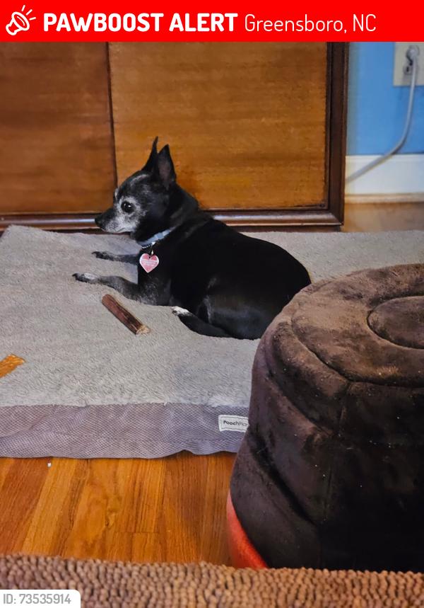 Lost Female Dog last seen Millpoint rd, Greensboro, NC 27406