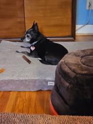 Lost Female Dog last seen Millpoint rd, Greensboro, NC 27406