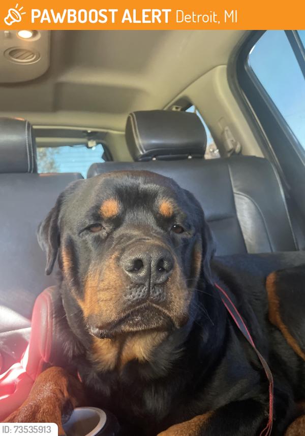 Found/Stray Male Dog last seen State fair and schoenherr, Detroit, MI 48205