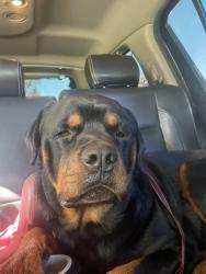 Found/Stray Male Dog last seen State fair and schoenherr, Detroit, MI 48205