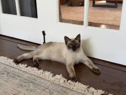 Found/Stray Male Cat last seen Fletcher drive off ramp, Glendale Freeway, Los Angeles, CA 90065