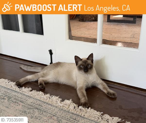 Found/Stray Male Cat last seen Fletcher drive off ramp, Glendale Freeway, Los Angeles, CA 90065