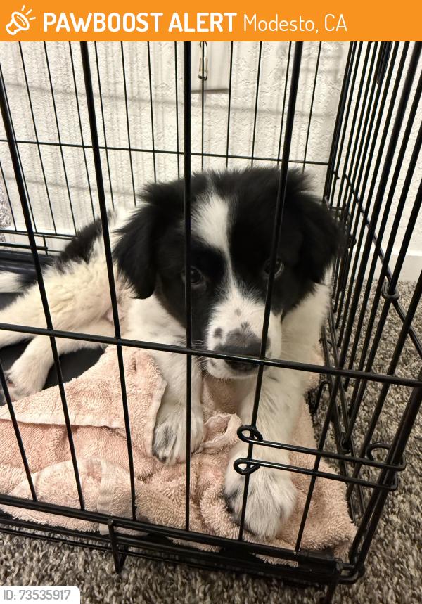 Found/Stray Male Dog last seen Floyd Ave, Modesto, CA 95355