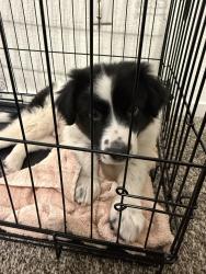 Found/Stray Male Dog last seen Floyd Ave, Modesto, CA 95355