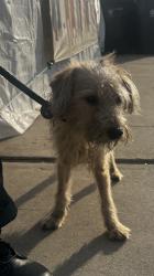 Found/Stray Female Dog last seen Near W Broadway Ave, Hawthorne, CA 90250
